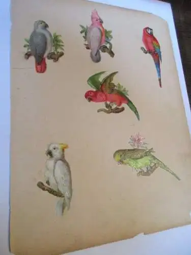 6 schöne alte Präge Oblaten Glanzbild Papagei um 1900