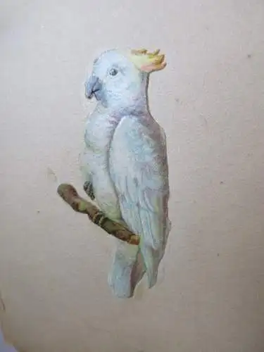 6 schöne alte Präge Oblaten Glanzbild Papagei um 1900