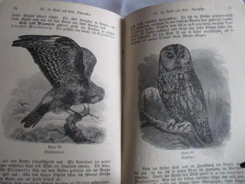 Naturgeschichte  Naturkörper der Heimat in 6 Kursen Kießling Pfalz 1882