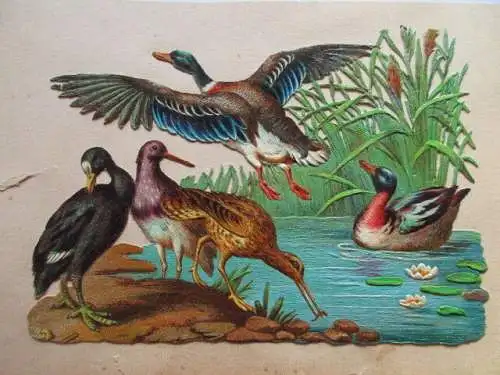 schöne alte Präge Oblate Glanzbild Enten Vögel um 1900  ca. 13 x 9,5 cm