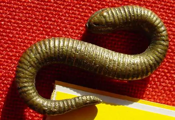 (1037233) WIENER BRONZE. Kleine Schlange. Unterseite geriffelt - Oberseite geschuppt.

 1