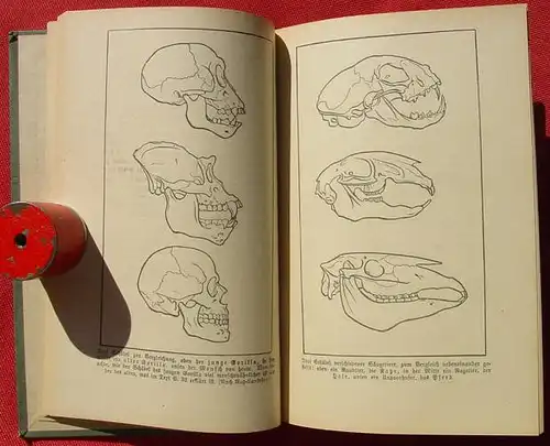 () Boelsche "Die Abstammung des Menschen". 112 S., Franckh-sche Verlag, Stuttgart 1907