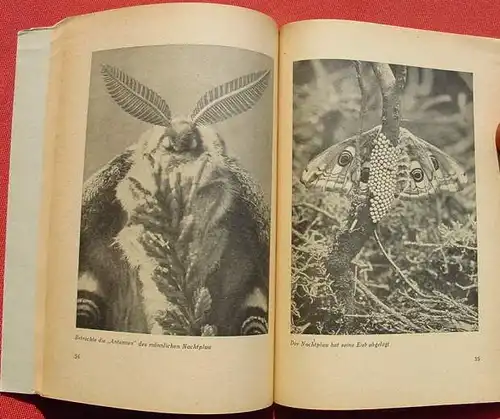 () Stuelcken "Brueckenbauer und Folterknechte". Insekten. 1948 Alster-Verlag, C. Brauns, Wedel 1. Auflage