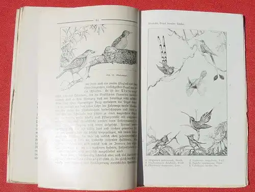 (0300056) Floericke "Vögel fremder Länder", Kosmos, um 1910. Siehe bitte Beschreibung u. Bilder
