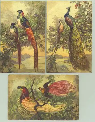 (1016360) 3 x Künstler-AK von E. B., exotische Vögel