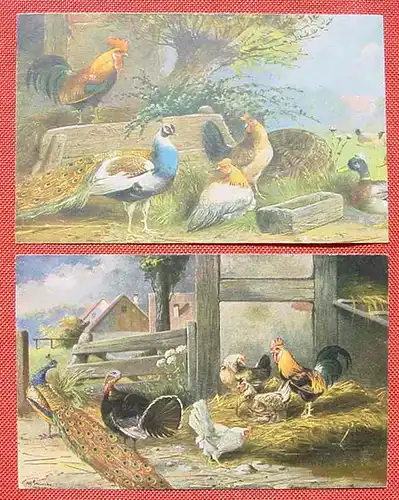 () Zwei alte Postkarten mit Motiven Huhn, Pfau, Truthahn. Siehe bitte Bilder
