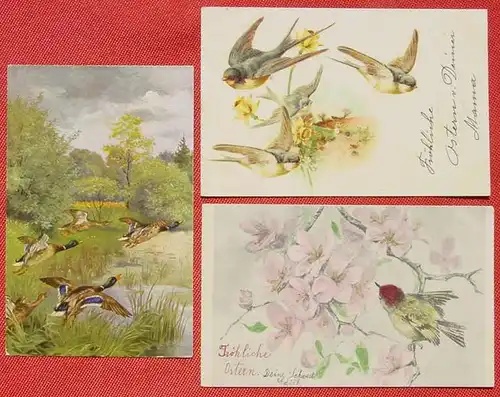 (1047755) Drei alte Kunstkarten Motiv Vögel, ab 1899, siehe bitte Bilder