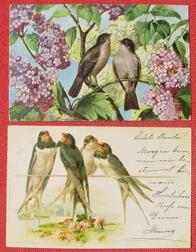 (1047784) Fünf alte Kunstkarten Motiv Vögel, ab 1899, siehe bitte Bilder