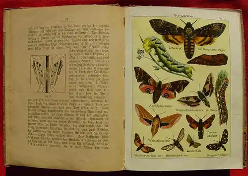 Der kl. Schmetterlingssammler.  1890 ? (2001777)