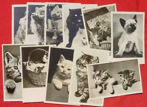 Derzeit gültige Versandkosten : ab Euro 3,00 (!) 125 x Postkarten / Ansichtskarten mit KATZEN-Motiven, queerbeet ()