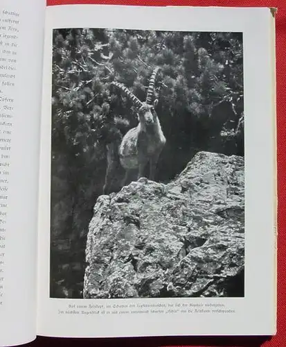 () "Herrliche Alpentiere" Schocher. 136 S., Rotapfel-Verlag, Erlenbach-Zuerich 1939