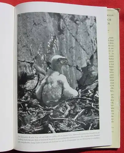 () "Herrliche Alpentiere" Schocher. 136 S., Rotapfel-Verlag, Erlenbach-Zuerich 1939