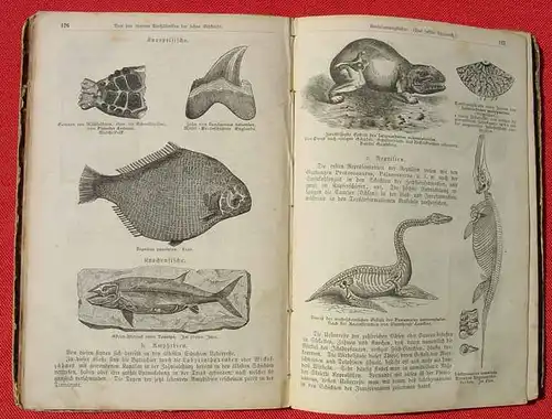 Mineralogie, Geognosie und Geologie. 232 S., 540 Abb., Hirt, Breslau 1873 ()