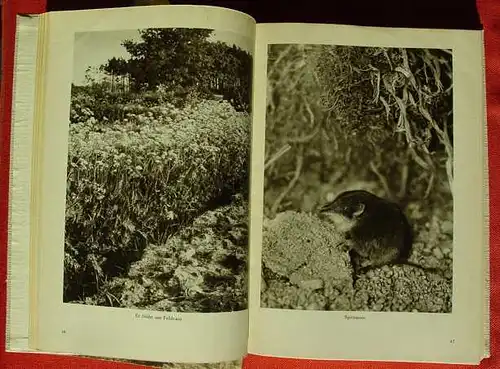 () Hermann Loens. "Mein Gruenes Buch". 216 S., Safari-Verlag, Berlin 1953