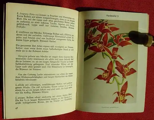 (1005451) Fritzen "Orchideen". Lehrmeister-Buecherei 464. Farbtafeln + Fotos. Philler-Verlag, Minden