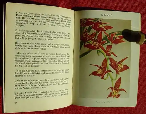 () Fritzen "Orchideen". Lehrmeister-Buecherei 464. Farbtafeln + Fotos. Philler-Verlag, Minden