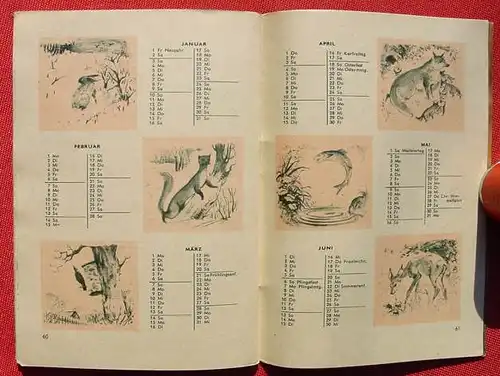 (0190017) "Tierschutzkalender des Deutschen Tierschutzbundes". 1954. 64 S., Limpert-Verlag