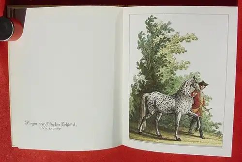 (1012344) Ridinger "Edle Pferde". Bildband mit herrlichen ganzseitigen Bildtafeln. Braunschweig 1968