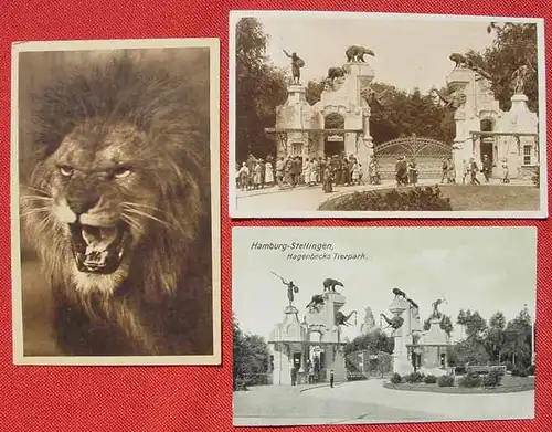 () Hagenbecks Tierpark Stellingen-Hamburg. 3 Postkarten, um 1910-1930