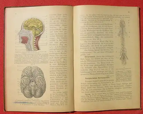(0230008) "Leitfaden der Somatologie des Menschen" Woldrich, Burgerstein. 1899 Verlag Hoelder, Wien # Schulhygiene