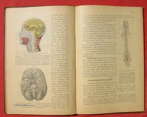 () "Leitfaden der Somatologie des Menschen" Woldrich, Burgerstein. 1899 Verlag Hoelder, Wien # Schulhygiene