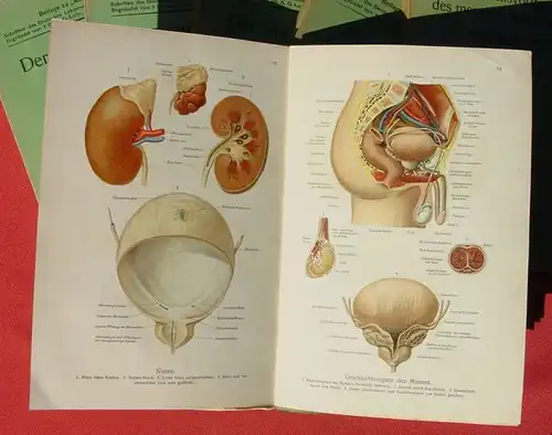 () "Schriften des Deutschen Lehrerverbandes fuer Naturkunde" Menschliche Koerper. Farbtafeln. Verlag Lutz, Stuttgart 1920-er