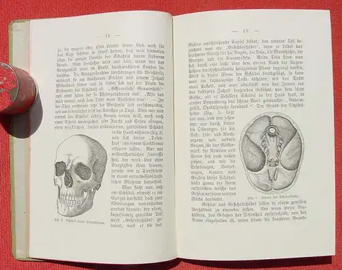 (0230042) "Gehirn und Nervensystem". Dr. L. Fuerst.  108 S., Schumann-s Medizinische Volksbuecher, Leipzig. Verlag. Ebner, Ulm