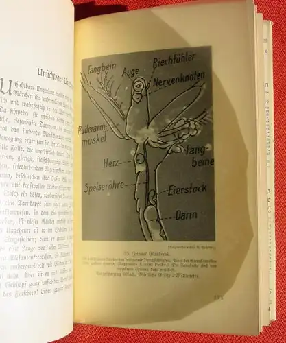 (0300001) Nachtwey "Wunderbare Welt im Wassertropfen". 188 S., 1936 Brockhaus, Leipzig # Biologie