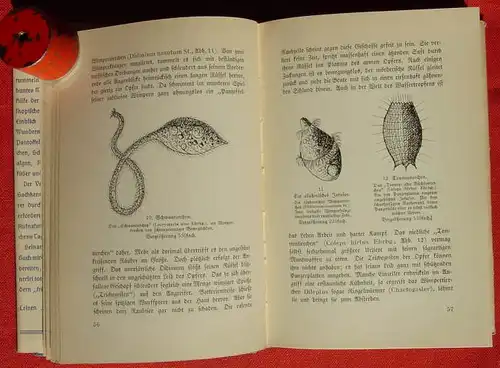 () Nachtwey "Wunderbare Welt im Wassertropfen". 188 S., 1936 Brockhaus, Leipzig # Biologie