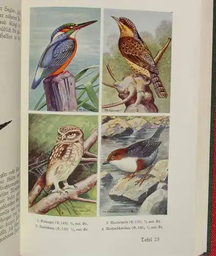 () Pfeifer "Die Voegel unserer Heimat". Senckenberg-Buch 4. 260 S., 1936 Kramer, Frankfurt am Main