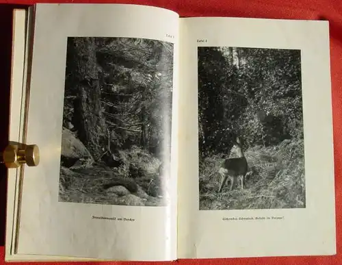 (0300016) "Das Buch vom deutschen Wald". Carl W. Neumann. 352 S., Kunstdrucktafeln. 1935 Dollheimer, Leipzig