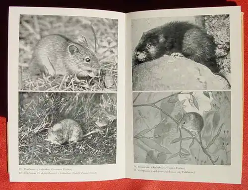 (0300021) "Welches Tier ist das ?" Tabellen ... Grossdeutschlands. Stehli. 96 S., 1940 Franckh, Stuttgart