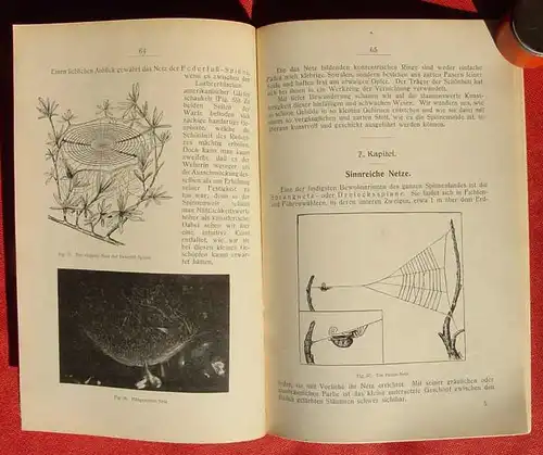 () "Im Spinnenland" R. A. Ellis. 112 S., 88 Abb., Verlag Lutz, Stuttgart 1913. # Naturkunde # Zoologie