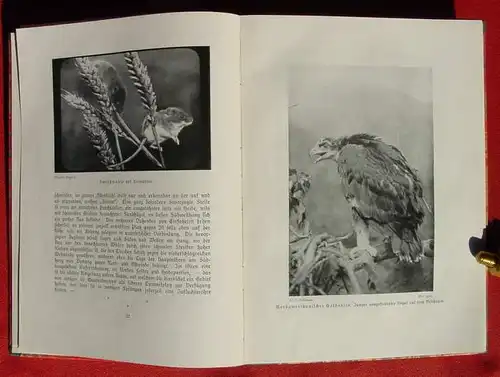 (0300035) "Lebensbilder aus der Tierwelt". Meerwarth. Sonderheft : Das Tierbild der Zukunft. 1908 Voigtlaender-Verlag, Leipzig