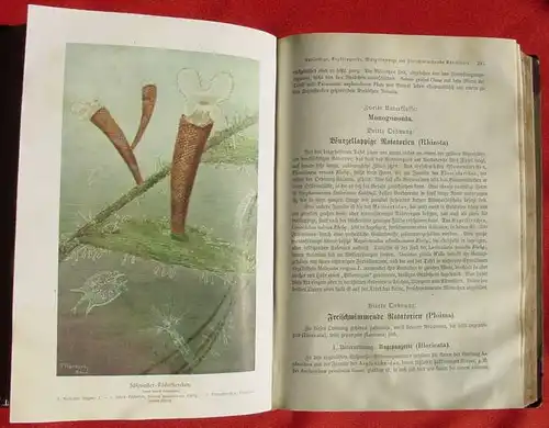 (0300050) Brehms Tierleben. Niedere Tiere. 722 S., 1918 Bibliographisches Institut, Leipzig u. Wien