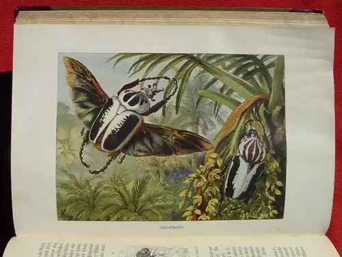 () Brehms Tierleben. Vielfuessler, Insekten und Spinnenkerfe. 716 S., 1915 Bibliographisches Institut, Leipzig u. Wien