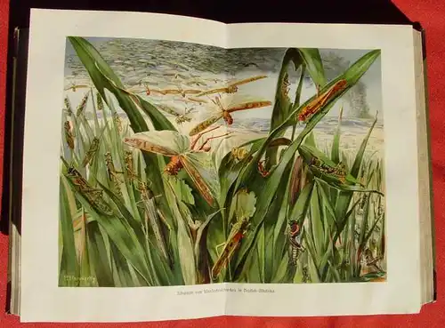 () Brehms Tierleben. Vielfuessler, Insekten und Spinnenkerfe. 716 S., 1915 Bibliographisches Institut, Leipzig u. Wien