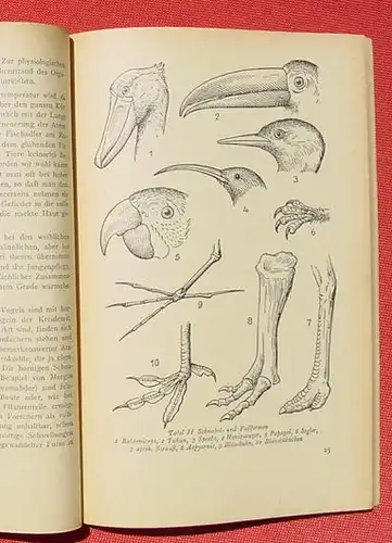 () v. Boxberger "Die Welt des Vogels". 80 S., KOSMOS-Baendchen, Stuttgart 1949