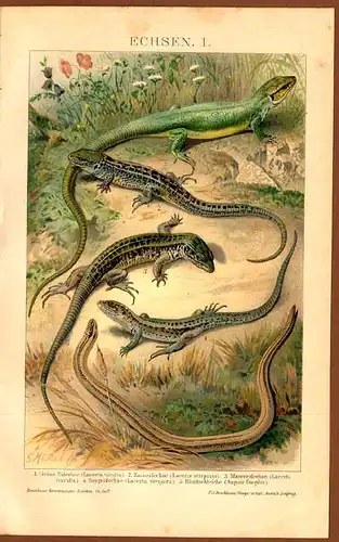 Zoologie Eidechsen alte Farblitho Tafel um 1898