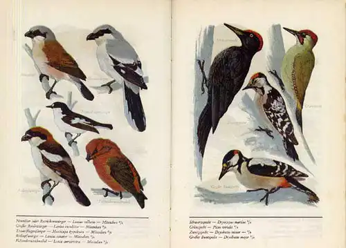 Deutschland Biologie Ornithologie Wald Vogel Arten Buch 1935