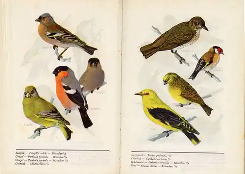 Deutschland Biologie Ornithologie Wald Vogel Arten Buch 1935