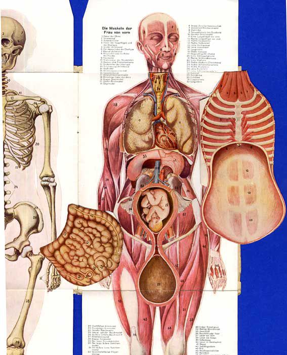 Anatomie mann frau