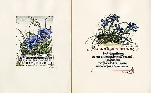 Alpen Blumen Enzian 7 Original Kunst Grafik Blätter signiert Hahn Leipzig 