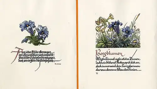 Alpen Blumen Enzian 7 Original Kunst Grafik Blätter signiert Hahn Leipzig