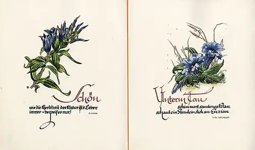 Alpen Blumen Enzian 7 Original Kunst Grafik Blätter signiert Hahn Leipzig