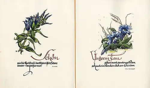 Alpen Blumen Enzian 7 Original Kunst Grafik Blätter signiert Hahn Leipzig 