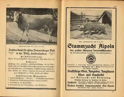 Bayern München Landwirtschaft Viehzucht Ausstellung Pferde Rinder Schweine 1927