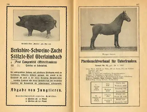 Bayern München Landwirtschaft Viehzucht Ausstellung Pferde Rinder Schweine 1927