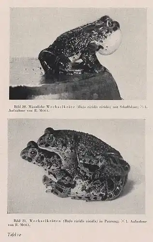 Hessen Zoologie Frösche Schlangen Reptilien im Rhein Main Gebiet Buch 1947