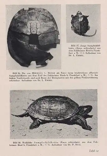 Hessen Zoologie Frösche Schlangen Reptilien im Rhein Main Gebiet Buch 1947